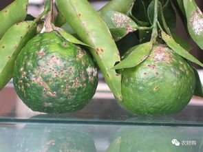 实验证明：醚菌酯的神奇效果