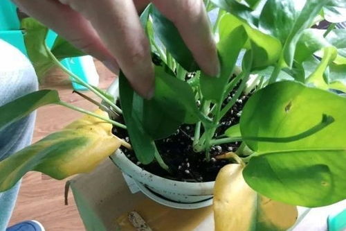 原因一：浇水不当