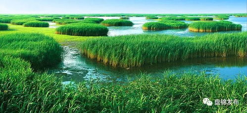 芦苇：坚韧的守护者