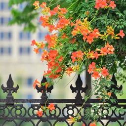 八种花， 让你的家成为花海