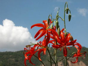 生长环境，决定花朵的命运