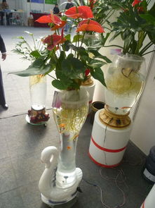 家庭水培月季花：如何避免根部腐烂和保证充足营养供应？