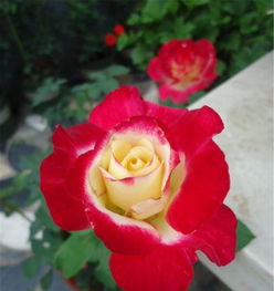 月季花的五彩世界