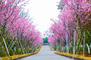 樱花：春风十里 不如校园有你
