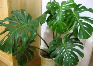 龟背竹：喜阴不怕湿的绿植小嫩手