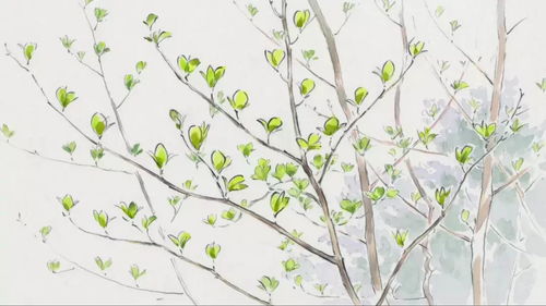 月季花：美丽与活力的象征