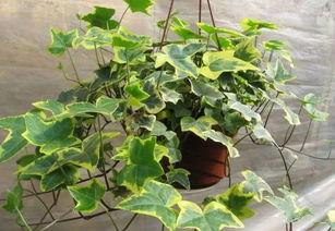 专家意见，听听再说