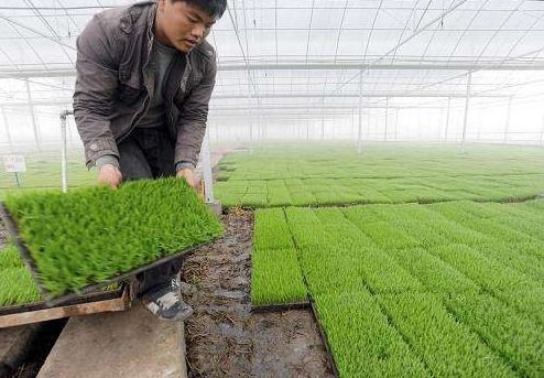 重茬作物抗性肥料大揭秘