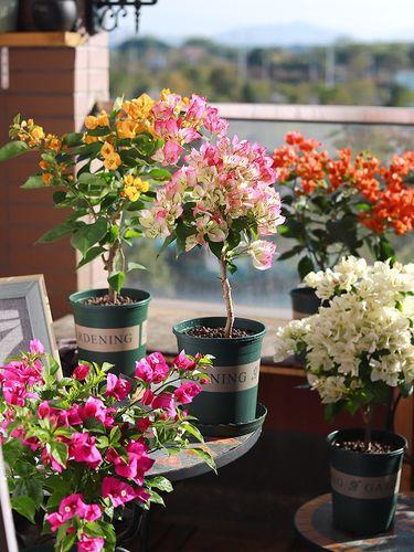 三角梅， 秋天的彩虹