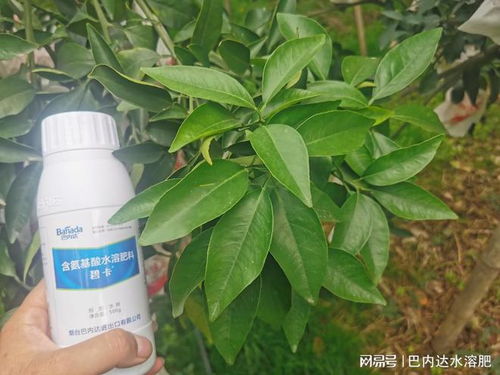 喷多烧叶片，有办法补救吗？