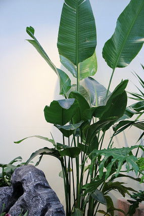 芭蕉叶怎么养？芭蕉的养殖方法和注意事项有哪些