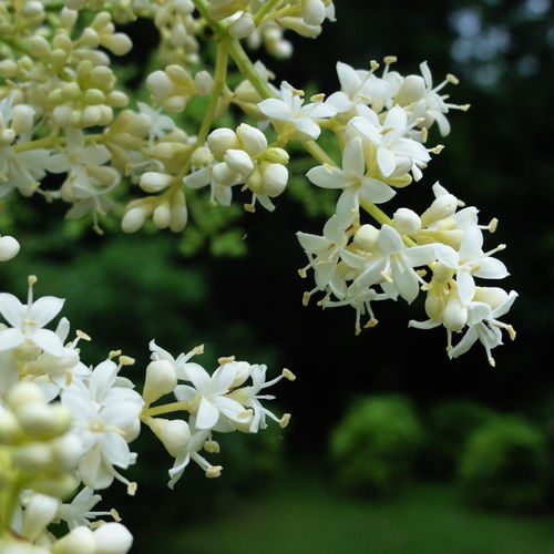 一、 了解暴马丁香的生长习性