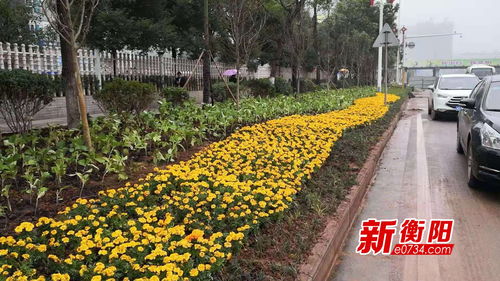 湖北四季轮转， 花卉选择有讲究