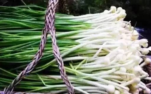 野蒜根子， 让人又爱又恨