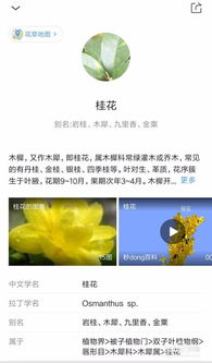 花草树木辨识指南：如何快速识别不同种类的树木？