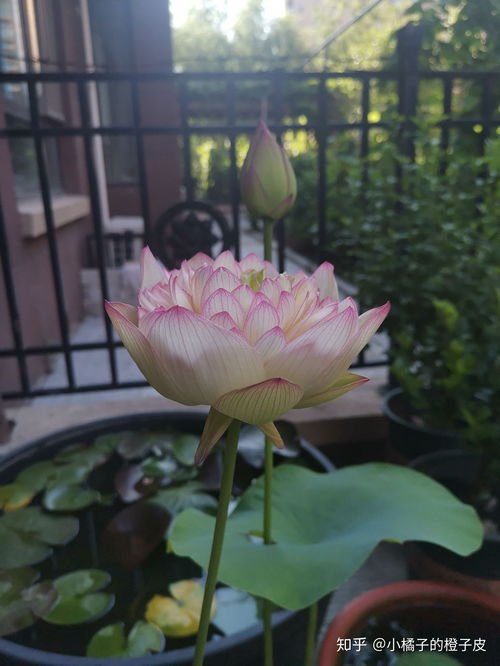 碗莲种植时有哪些禁忌需要注意，具体是哪三大忌讳呢