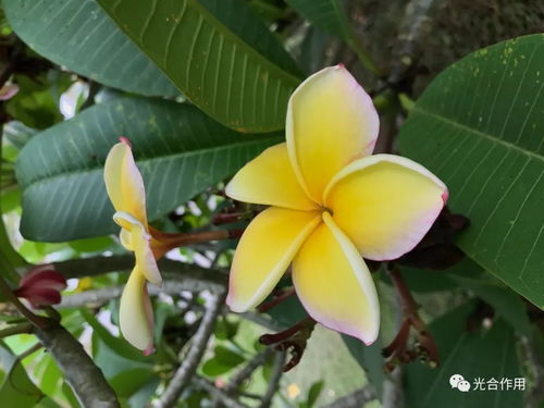 冬季室内养姜荷花，如何保持其旺盛生长