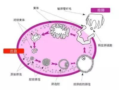 氧化应激致家禽卵泡闭锁机制研究新进展