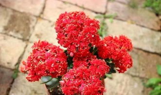 碧桃多头养成：花盆选择与养护