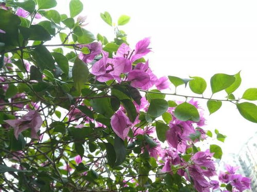 先开花还是先长叶