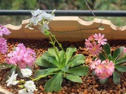 哇塞！这么冷的地方，花草也嫩活？