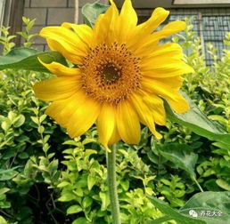 太阳花为什么需要分盆种植呃？