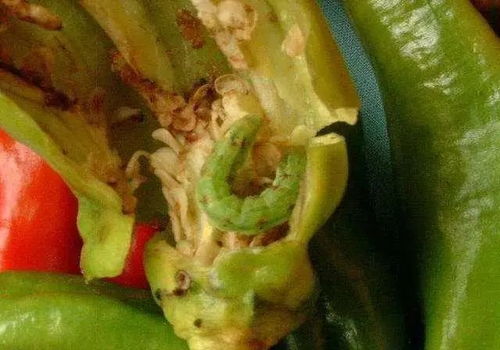 棉铃虫抗性严重，复配甲维盐虫腈芸苔素使用时如何避免误区和效果不佳？