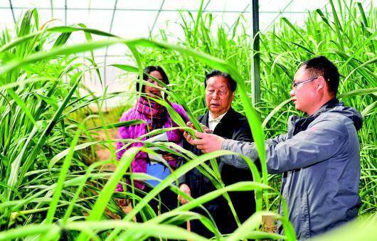 玉米螟的敌人：苏云金杆菌