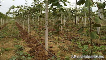 猕猴桃树在哪个月份种植最适宜？