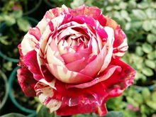 月季花的品种排名