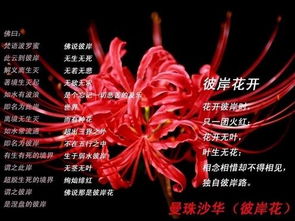 蔓珠莎华，又名彼岸花