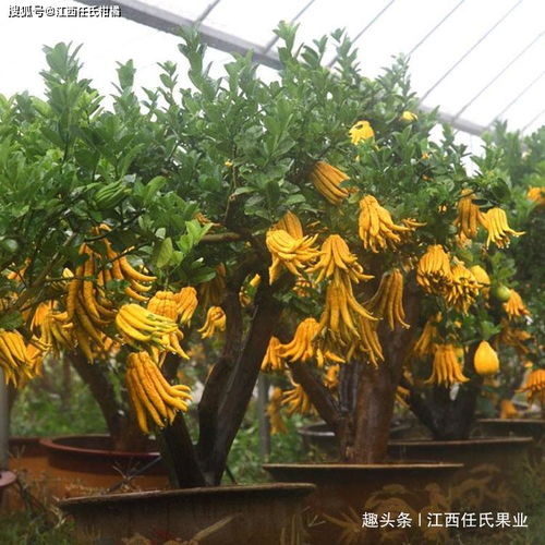 佛手是什么植物？佛手栽培技巧全图解包括哪些步骤