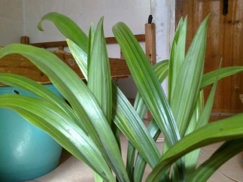 鉴别兰花名贵品种真假