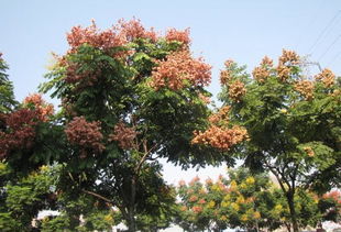 秋枫：绿叶红果， 生机盎然