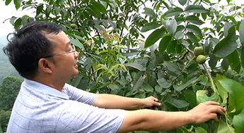 核桃树种植方法有哪些？如何确保核桃树健康生长