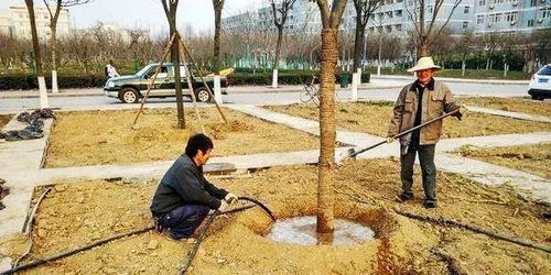 避开高温期和寒冷期栽植