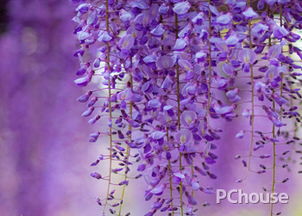 土壤要求，深厚排水良，紫藤花的小喜好