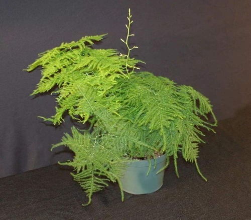 烂根怎么办？砍头！