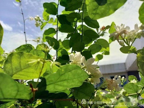 夏日树花， 清凉一夏