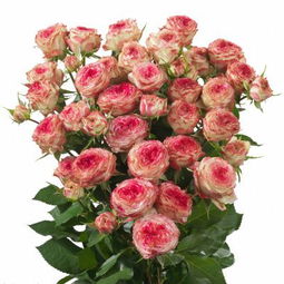 凝冻天要不要搬花进屋？