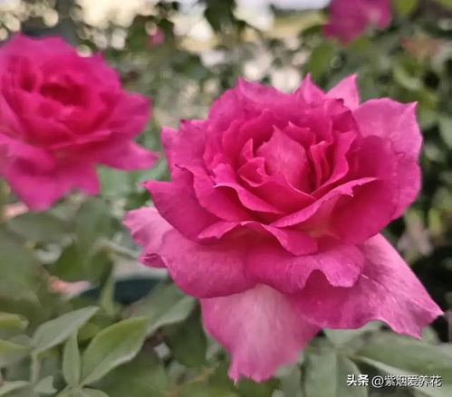 室内养护小窍门