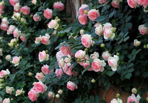 阳台族的佳选——勋章菊