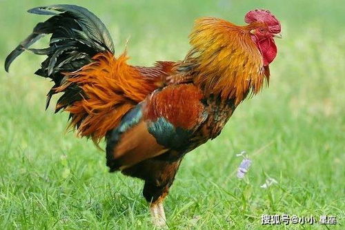 公鸡为何在花园中不惧人，成为无畏的守护者？