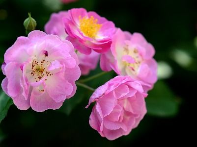 ：野生蔷薇的根的神秘面纱