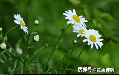 桃花的独特生物特性和植物生长习性有哪些奥秘