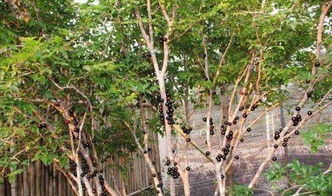 适合苗圃使用的果苗除草剂有哪些？