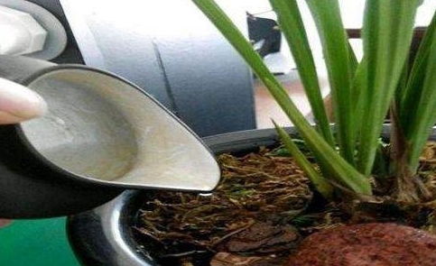 兰花浇水用什么水？