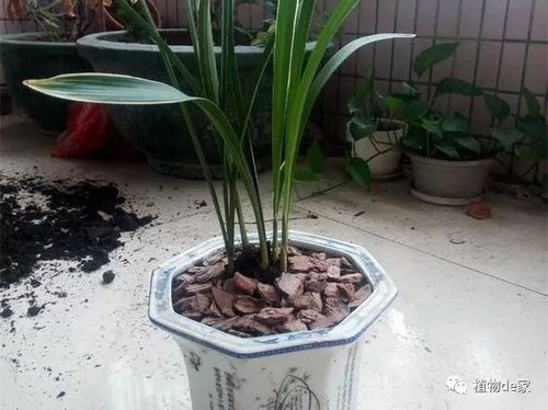 兰花怎么养？浇水需要注意什么