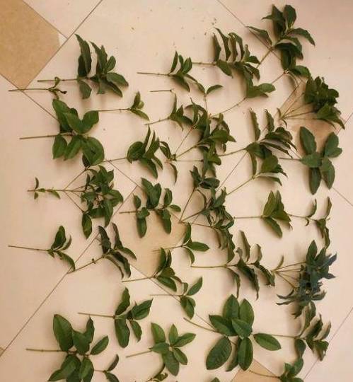 一、 桂花嫩枝扦插的优势