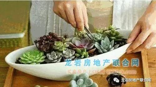 秋天多肉种子如何催芽？是直接播种还是特殊处理
